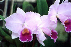 C. trianae 'Rolf'. Foto/Photo: Osmar Ribeiro