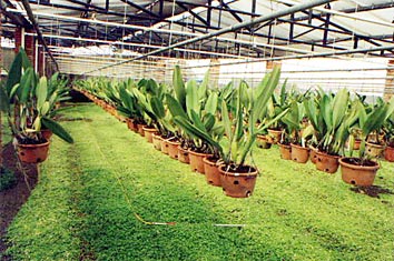 Foto/Photo: Osmar Ribeiro