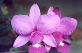 Cattleya walkeriana 'Sabrina'. Foto/Photo: Osmar Ribeiro
