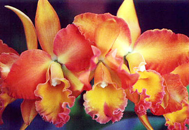 Potinara Esther Costa 'Orange Fantasy". Foto/Photo: Osmar Ribeiro