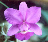 Cattleya walkeriana 'Special'. Foto/Photo: Osmar Ribeiro
