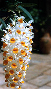 Dendrobium tryrsiflorum 'Graeser". Foto/Photo: Osmar Ribeiro