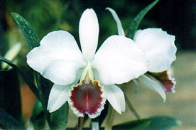 C. percivaliana 'Farah Diba' - Foto: Osmar Ribeiro