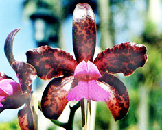 Cattleya guttata 'Dark Princess Eduarda'. Foto/Photo: Osmar Ribeiro