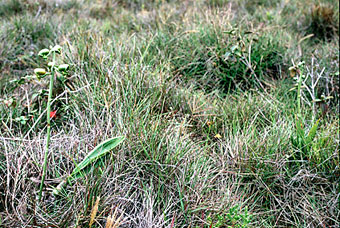 Photo: Carlos Ivan Siqueira