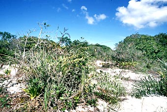 Photo: Carlos Ivan Siqueira