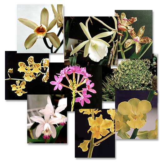 Photo and art: Sergio Araujo