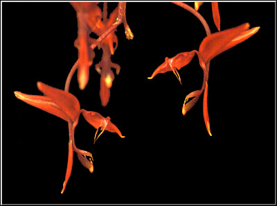 Gongora pleiochroma. Photo/Foto: F. Miranda