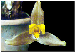 Lycaste Jason.Foto/Photo: F. Miranda