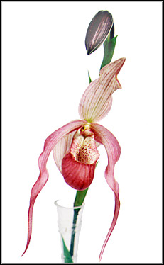 Phragmipedium x schroederae. Foto/Photo: W. Scheliga