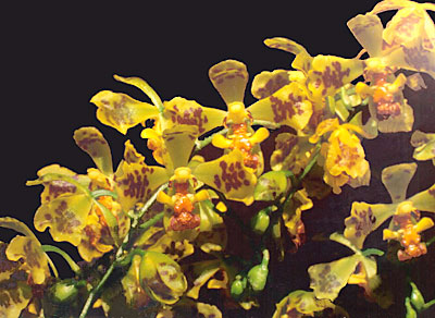 Photo: Vitorino Castro Neto