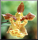 Photo: Marta de Moraes