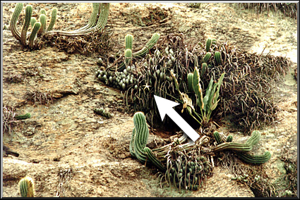 Photo: Sergio Araujo