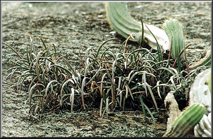 Photo: Sergio Araujo