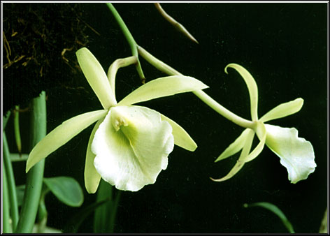 Photo: Sergio Araujo