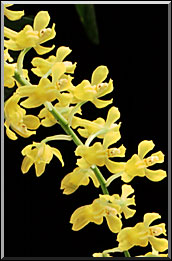 Gomesa recurva. Photo:Sergio Araujo