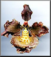 Photo: Raimundo Mesquita