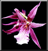 Photo: Raimundo Mesquita