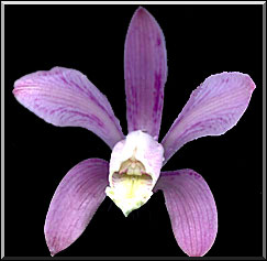 Photo: Raimundo Mesquita