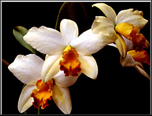 Photo: Raimundo Mesquita