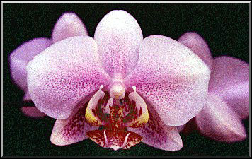 Photo: Raimundo Mesquita