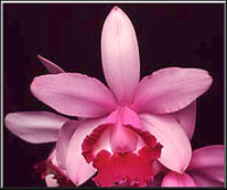 Photo: Raimundo Mesquita