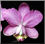 Photo: Raimundo Mesquita