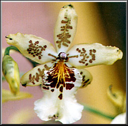 Photo: Raimundo Mesquita