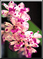 Photo: Raimundo Mesquita