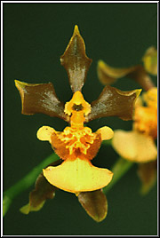 Foto: Coleção de Carlos Eduardo 