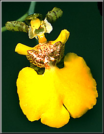 Foto: Coleção de Carlos Eduardo 