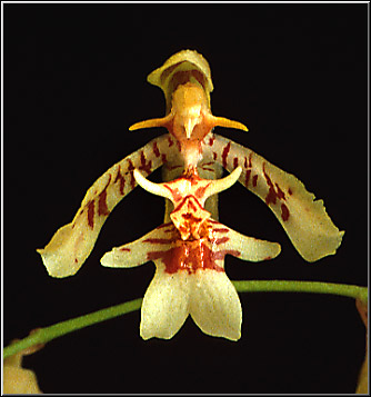 Foto: Coleção de Carlos Eduardo 