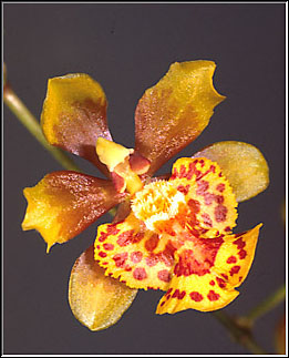 Foto: Coleção de Carlos Eduardo 