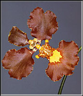 Foto: Coleção de Carlos Eduardo 