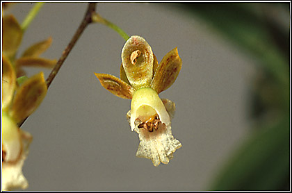 Foto: Coleção de Carlos Eduardo 