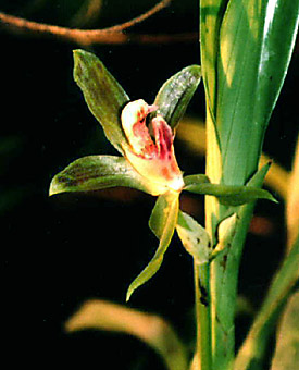 Galeottia ciliata.Foto/Photo: Cláudio Nicoletti