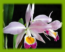 C.eldorado Linden . Foto/Photo: Pedro Ivo Braga