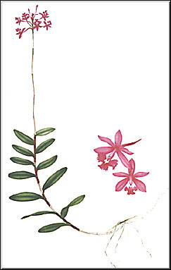 Illustration by R. Pangella