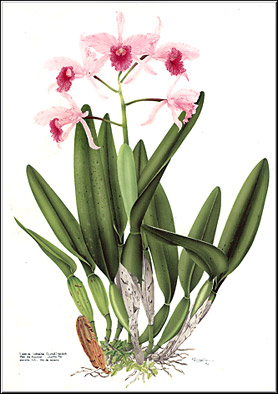 Illustration by R. Pangella