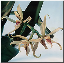 Photo/Foto: Cristina Pangella