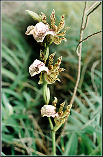 Photo/Foto: Cristina Pangella