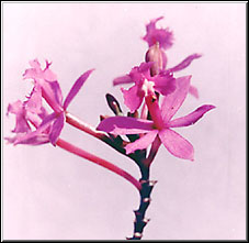 Photo/Foto: Cristina Pangella