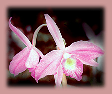 Foto/Photo: Vitorino Castro Neto