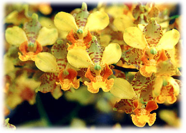 Foto/Photo: Maria da Penha Fagnani 