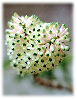 Foto/Photo: Maria da Penha Fagnani 