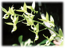 Foto/Photo: Maria da Penha Fagnani 