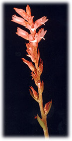 Foto/Photo: Maria da Penha Fagnani 