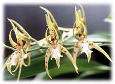 Foto/Photo: Maria da Penha Fagnani 