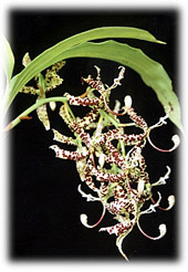 Foto/Photo: Maria da Penha Fagnani 