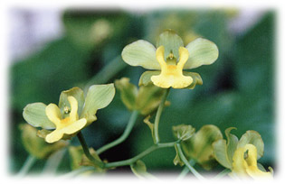 Foto/Photo: Maria da Penha Fagnani 